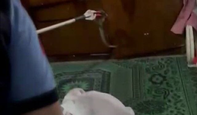 Evde yılan paniği