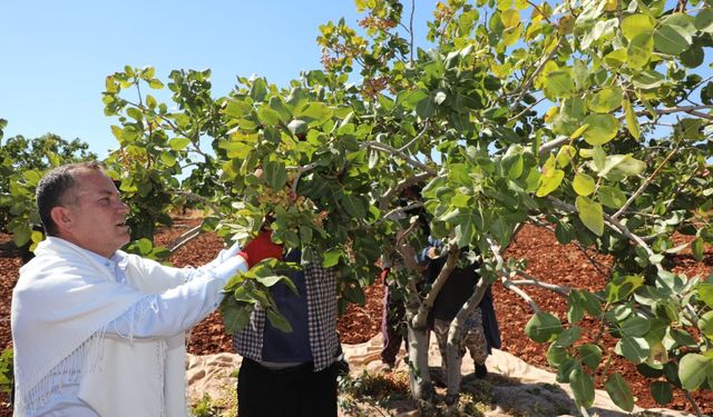 Antep Fıstığı’nda hasat zamanı