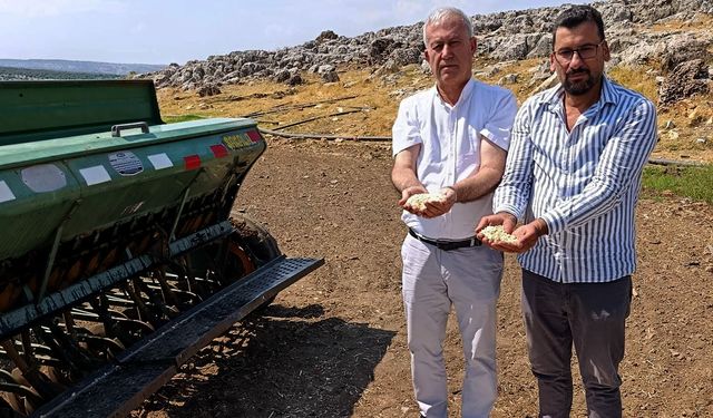 Araban sarımsağında yeni dönem