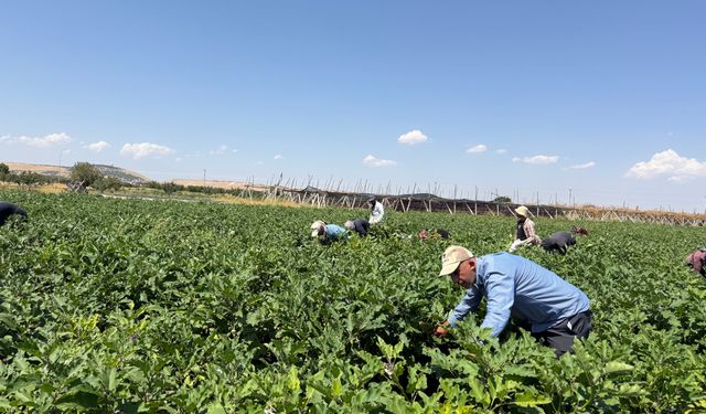 Dolmalık patlıcanda hasat zamanı