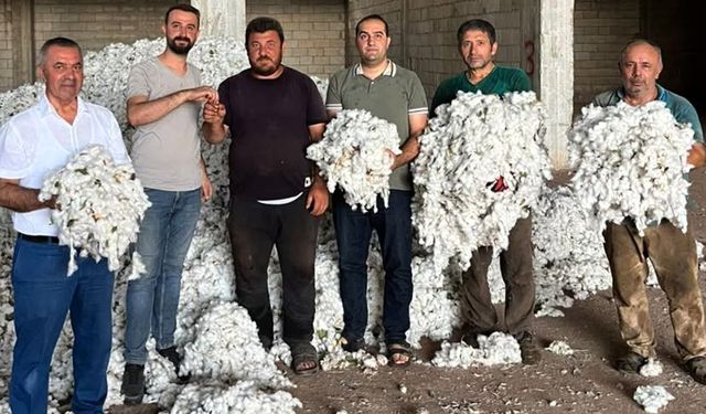 Araban’da ilk pamuğu toplayana altın