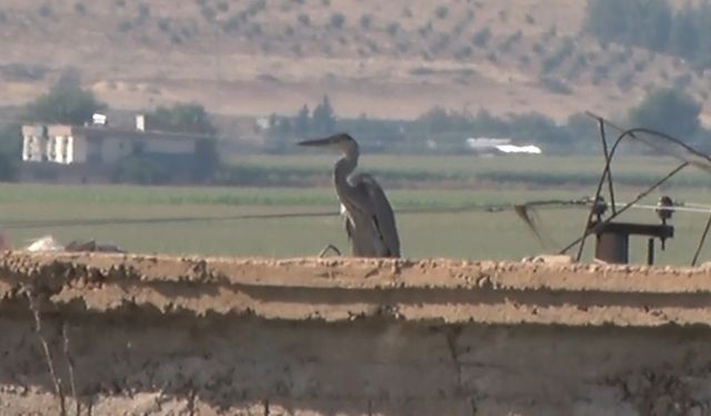 Leyleklerin yuvası, balıkçıların uğrak noktası