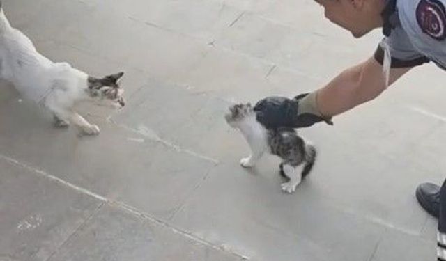 Yavru kediyi itfaiye kurtardı