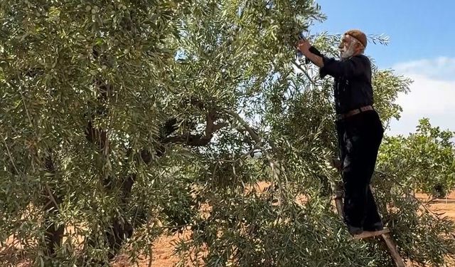Kış sofralarının vazgeçilmezinde hasat başladı