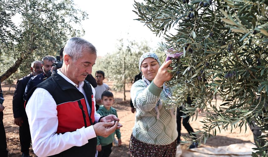 Tahmazoğlu zeytin hasadına katıldı