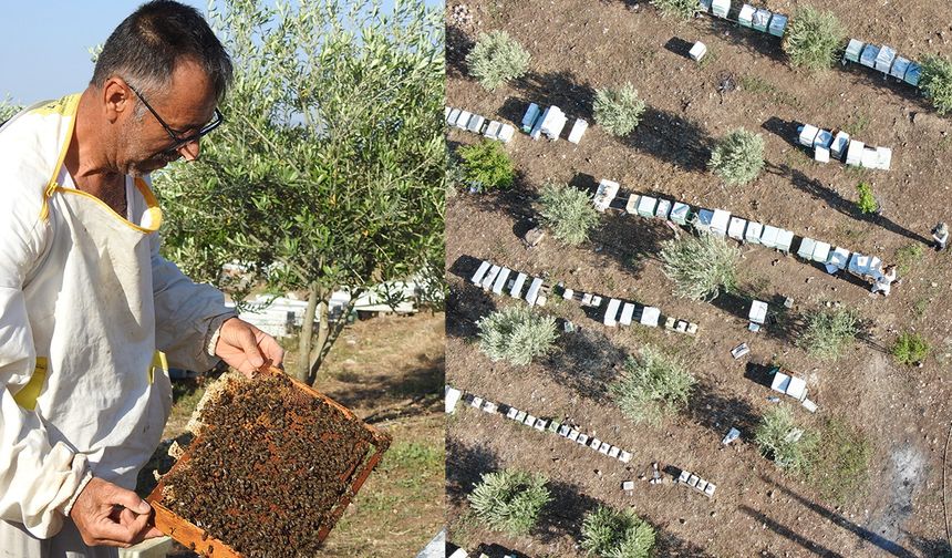 2 Arı ile başladı 2 ton bala ulaştı