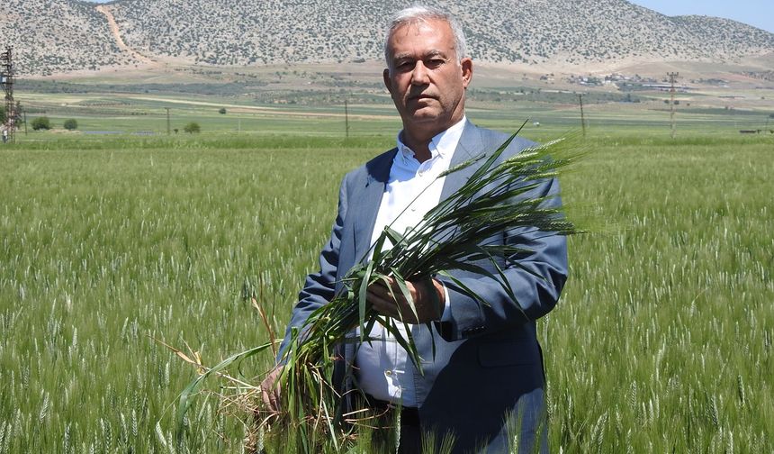 Buğday çiftçinin yüzünü güldürüyor