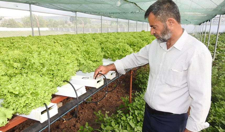 Topraksız tarımla üretim modeli
