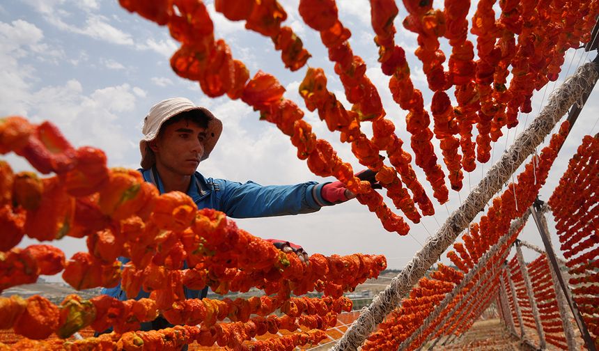 Kurutmalık sezonu açıldı