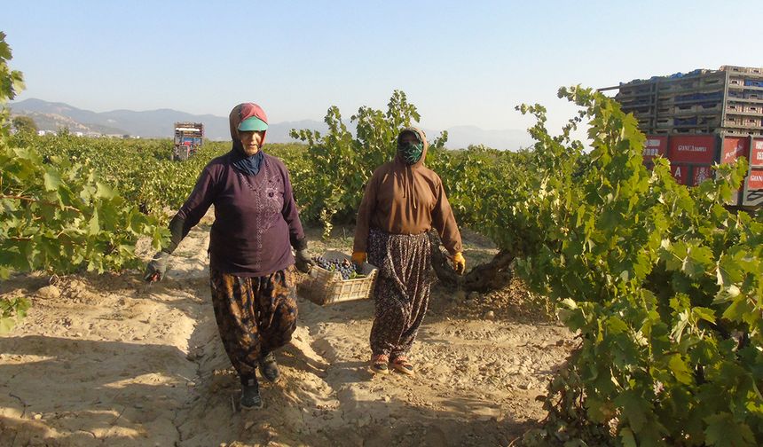 Hasat başladı acı tablo ortaya çıktı