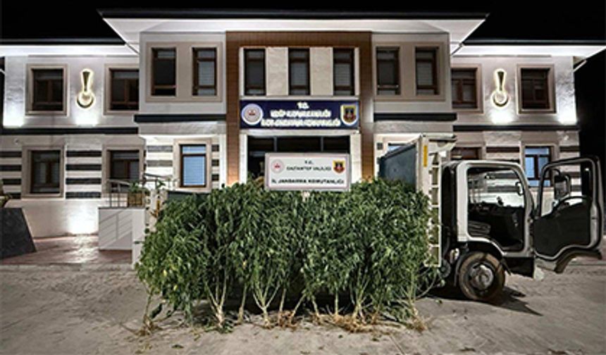 Bahçesine kenevir ekmiş
