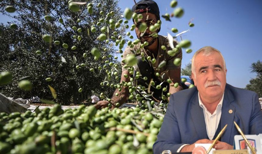 Fıstıktan sonra Zeytin'de sıkıntılı