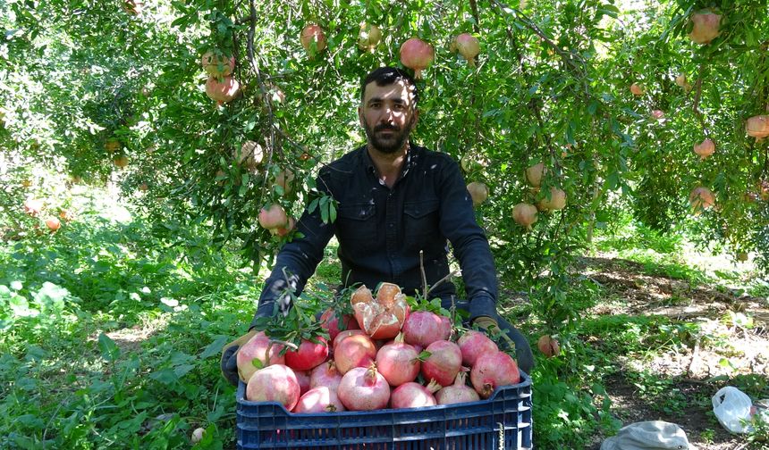 Nar hasadı başladı