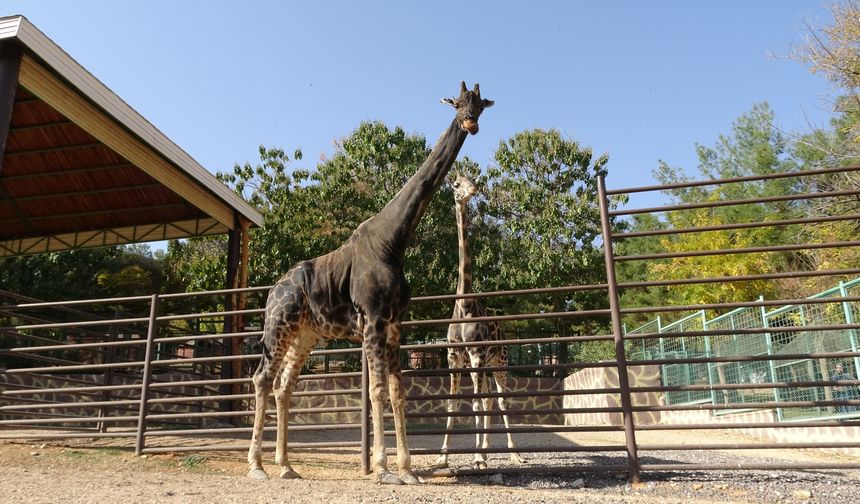 Hayvanat bahçesinde şaşırtan dostluk