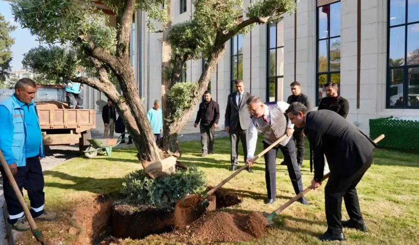 Valilik bahçesine zeytin ağacı