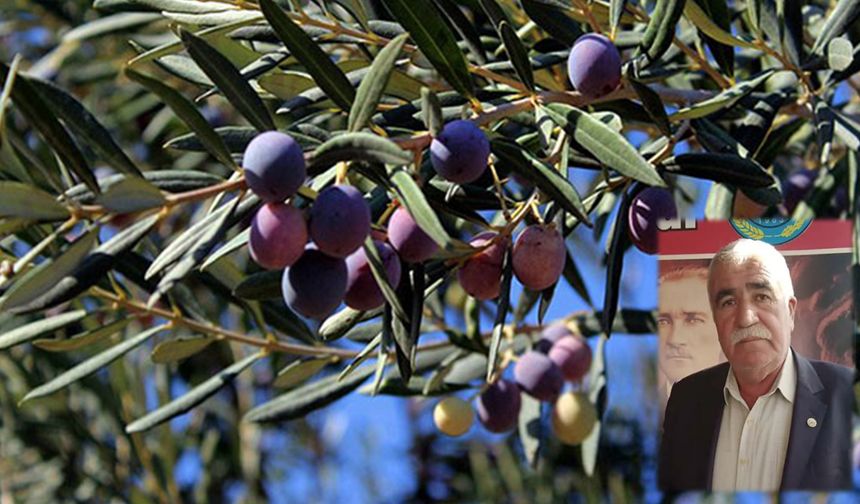 Zeytin'de yüzde 50 kayıp var