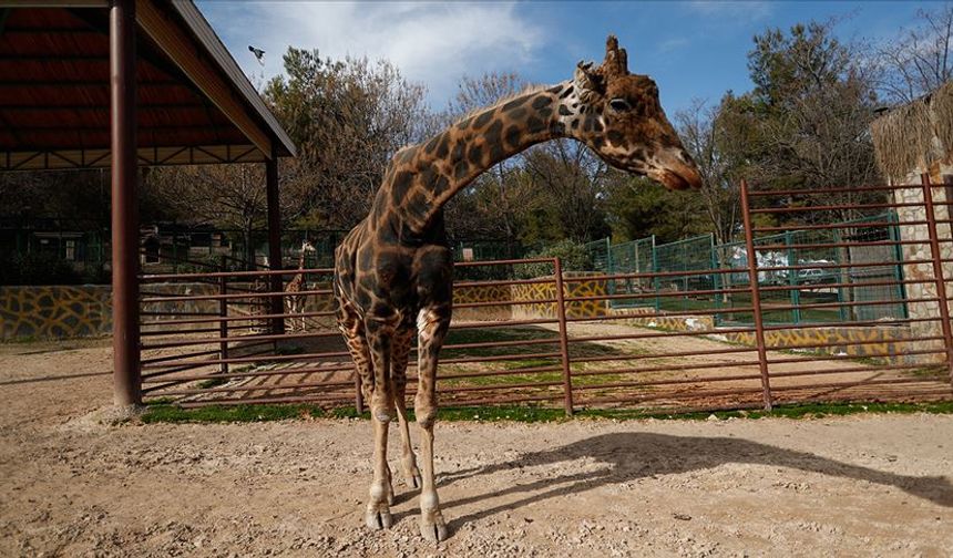 Hayvanat Bahçesinin simgesiydi: Zürafa Şakir hayatını kaybetti