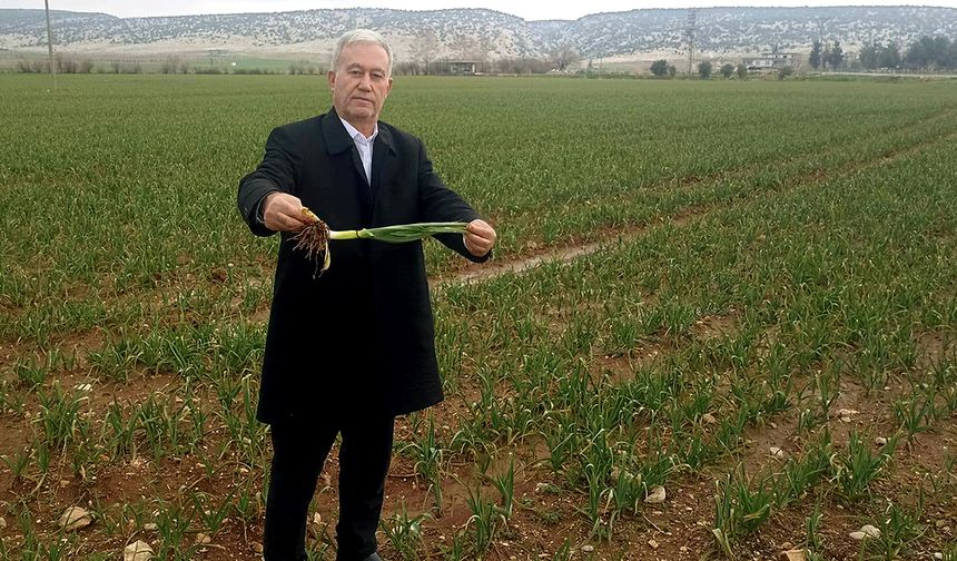 Sarımsağa yağmur dopingi