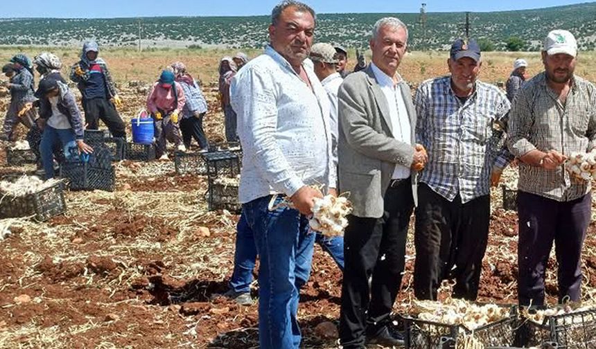 Sarımsakta hasat başladı