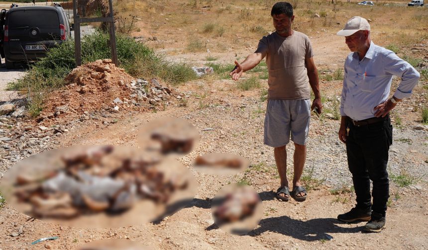 Gaziantep'te hayrete düşüren görüntü