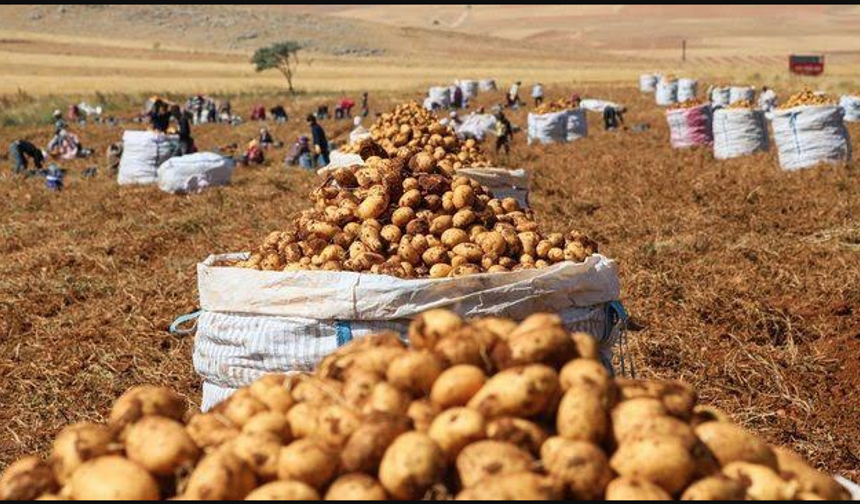 Soğan, patates zirveyi gördü