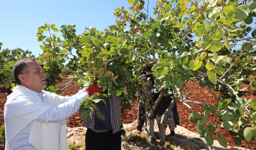 Antep Fıstığı’nda hasat zamanı