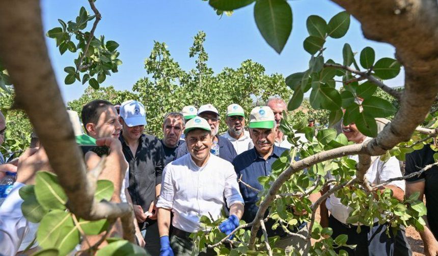 Fıstık hırsızlarına kötü haber