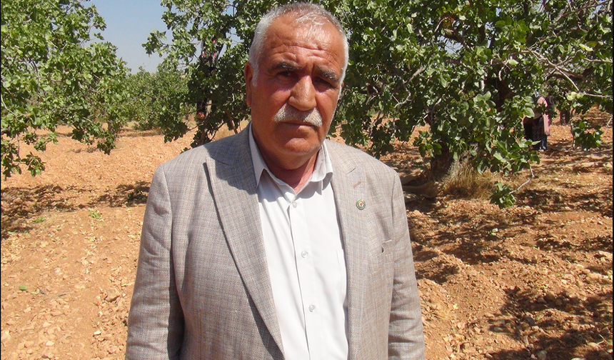Fıstık üreticisi karşılığını almalı