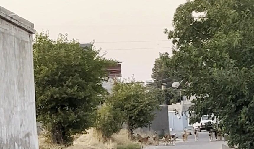 Oğuzeli’nde başıboş köpek tedirginliği