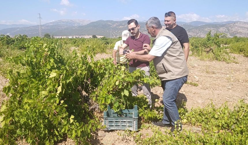 İslahiye'de  Antep karası hasadı başladı
