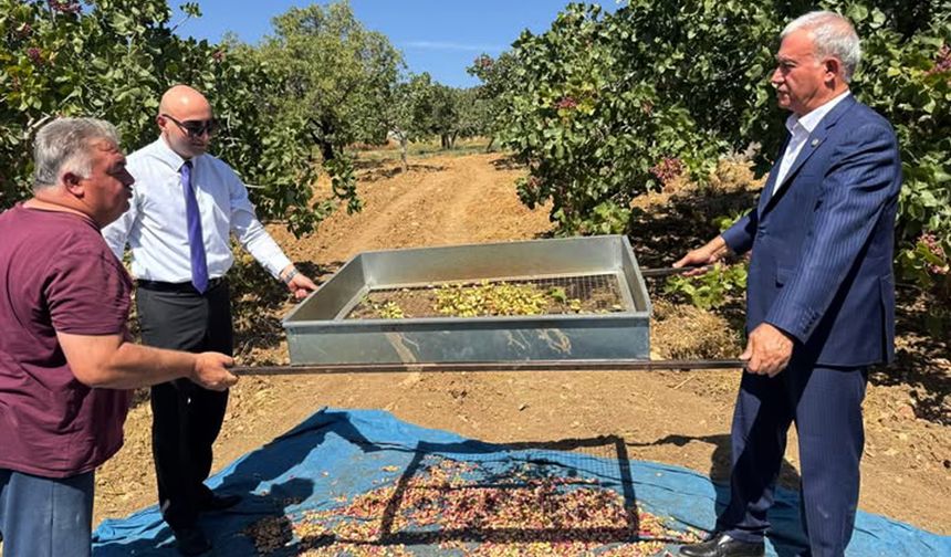 Araban’da yeşil altın hasadı başladı