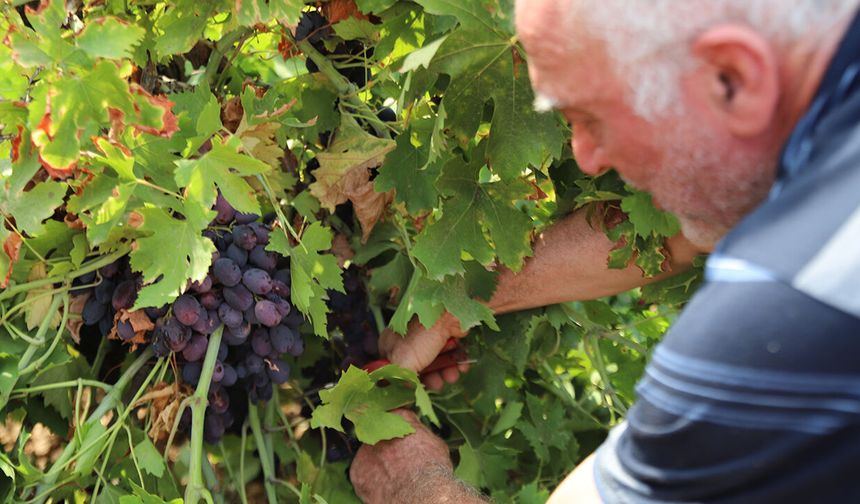 ‘Antep karası’nda hasat başladı