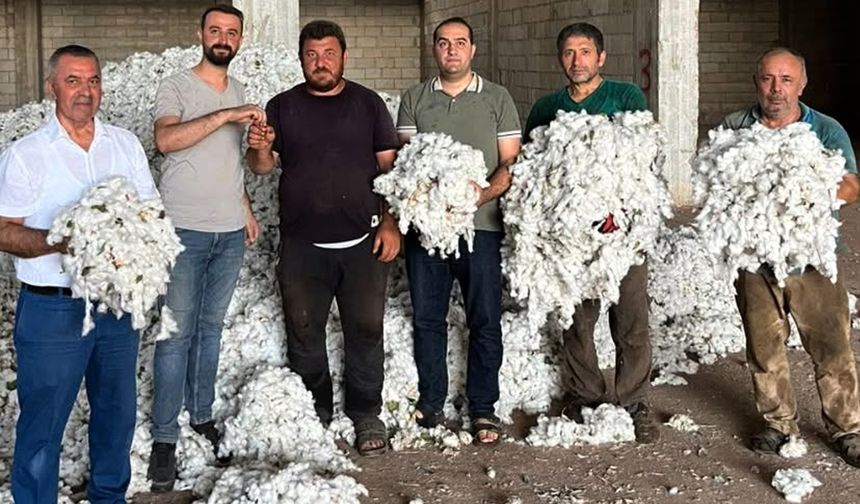 Araban’da ilk pamuğu toplayana altın