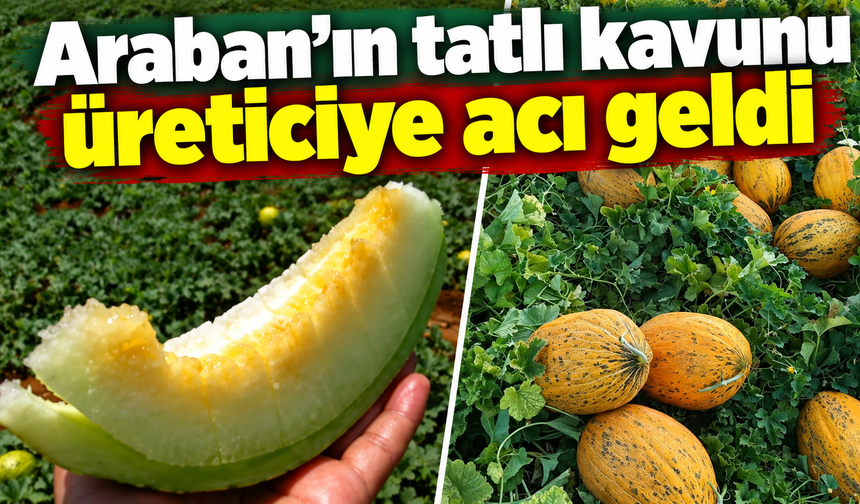 Araban'ın tatlı kavunu üreticiye acı geldi
