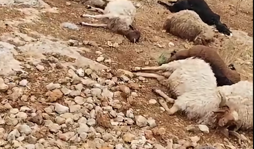 Küçükbaş hayvanlara yazık oldu