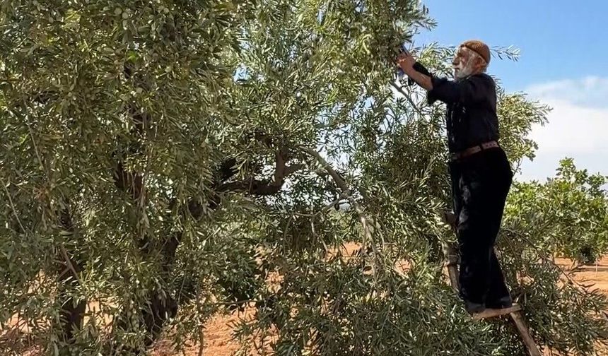 Kış sofralarının vazgeçilmezinde hasat başladı
