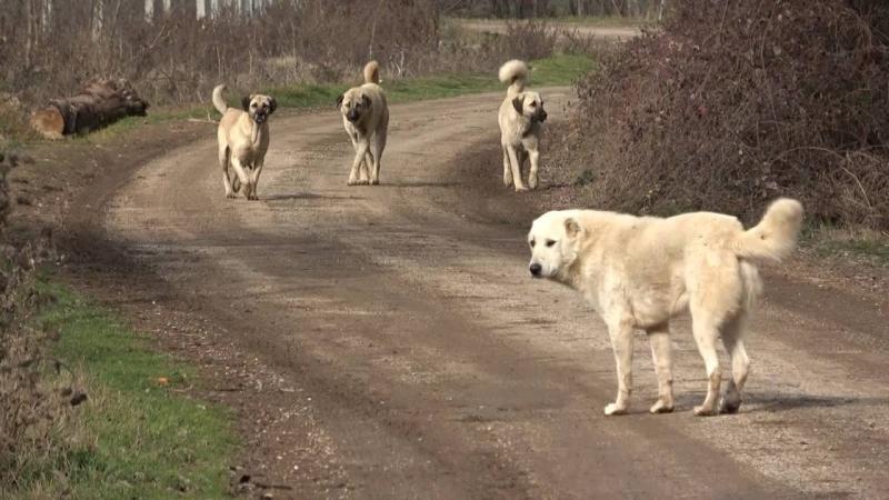 Sokak köpekleri teklifi onaylandı