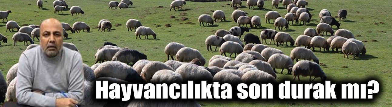 Hayvancılıkta son durak mı?